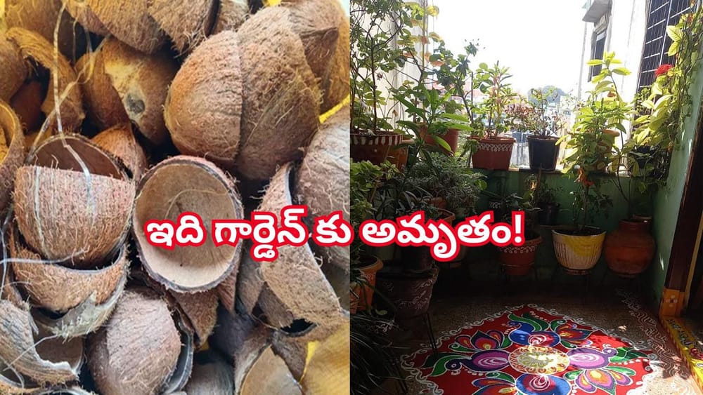 ఆగండి ఆగండి.. కొబ్బరి చిప్పలు పడేస్తున్నారా..? ఇందులో ఉండే పోషకాలు తెలిస్తే కళ్లకు అద్దుకుంటారు..