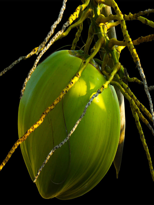 వేస‌విలో రోజూ కొబ్బరినీళ్లు తాగితే.. మీ కిడ్నీల పరిస్థితి ఇదే!