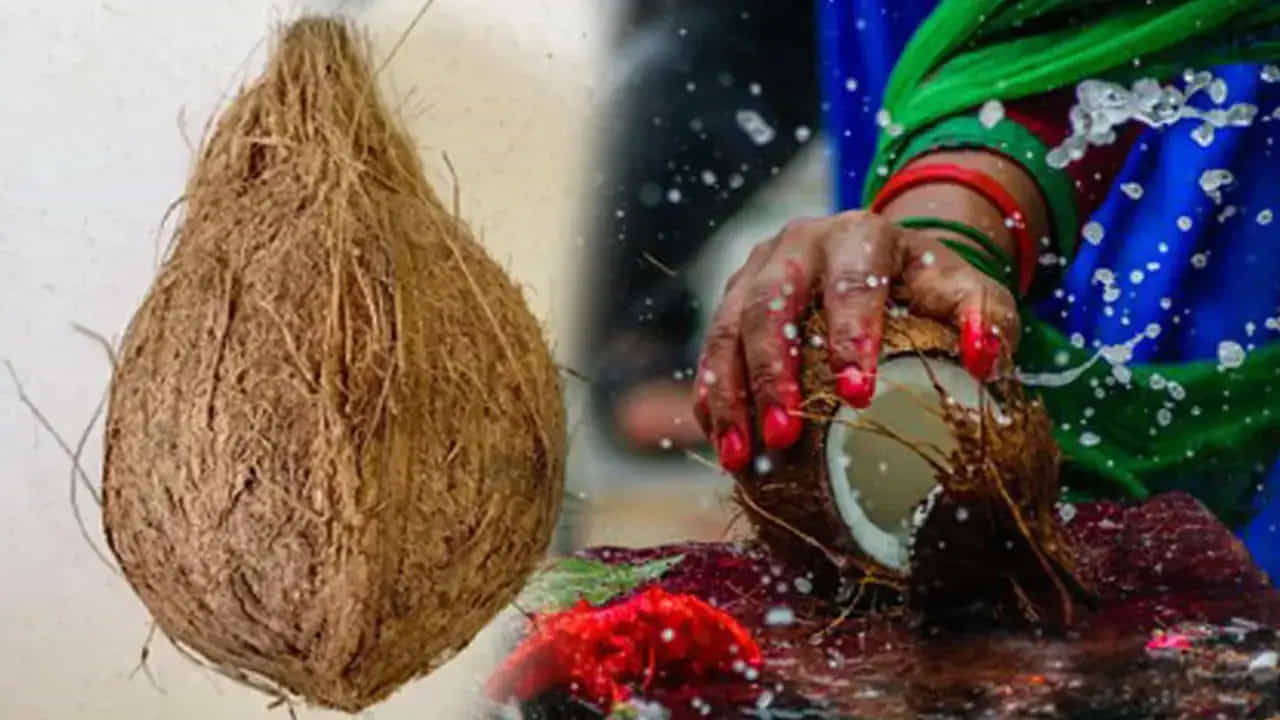 కొబ్బరికాయను కొట్టడమంటే..
కొబ్బరికాయను దేవతలకు అత్యంత ప్రీతిపాత్రమైనదిగా కూడా భావిస్తారు. దానికి ఉన్న మూడు “కన్నులు” శివుడి మూడు నేత్రాలను సూచిస్తాయని చెబుతారు. కొబ్బరికాయ సంవత్సరం పొడవునా లభించే ఫలం కావడం వల్ల అది సమర్పణకు అనుకూలంగా పరిగణించబడుతుంది. పూజ సమయంలో కొబ్బరికాయను కొట్టడం అంటే మన అహంకారాన్ని, స్వార్థాన్ని వదిలిపెట్టి దైవానికి పూర్తిగా శరణాగతి చేయడాన్ని సూచిస్తుంది.