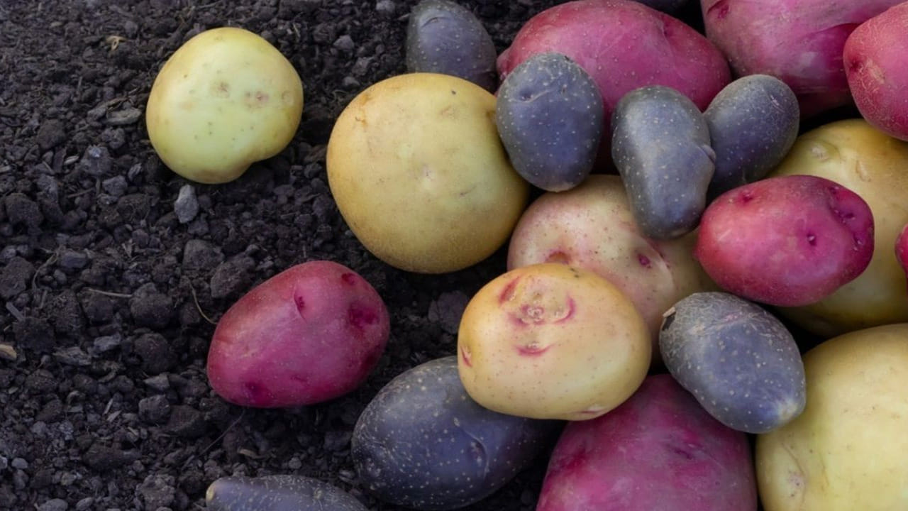 బంగాళదుంప సాగులో రంగుల విప్లవం! నీలం, నలుపు చిప్స్తో లక్షల్లో సంపాదిస్తున్న రైతు.. మీరు కూడా ట్రై చేయండి!