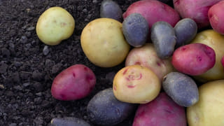 మీకు ఇలాంటి కల వచ్చిందా..! ఎవరికైన చెప్తే ఏమవుతుందో తెలుసా..?