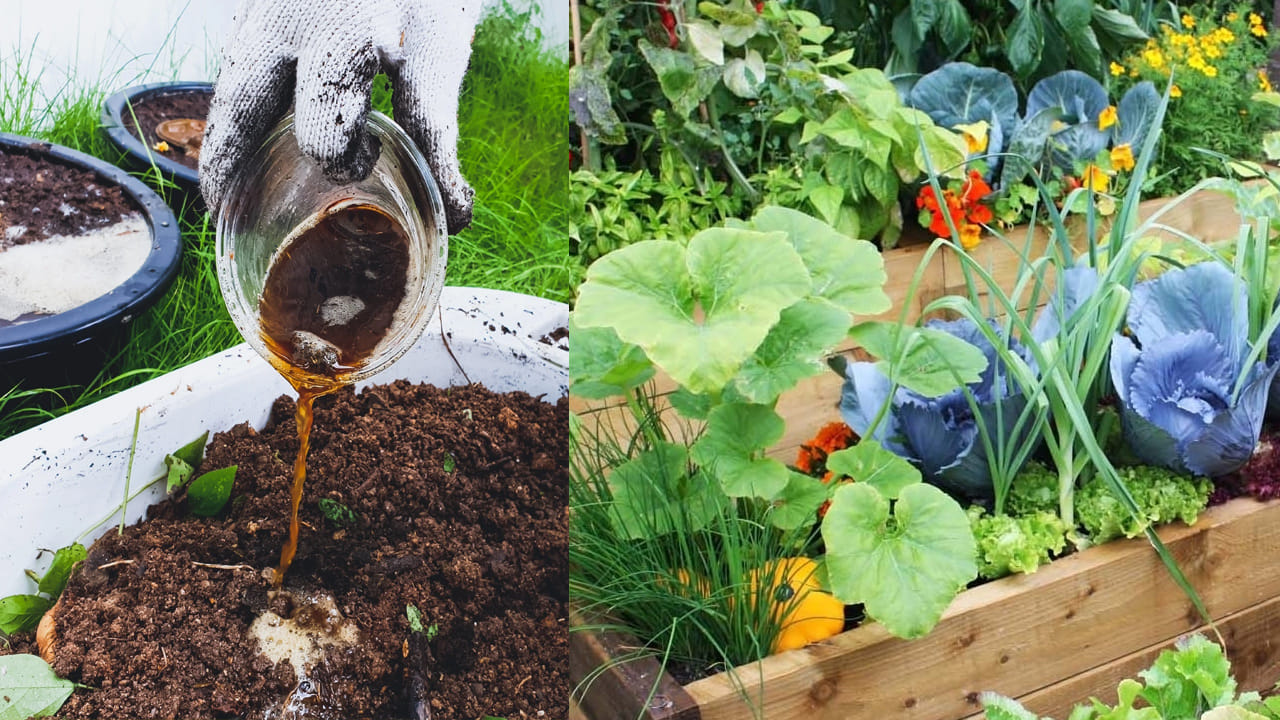 వర్మీ కంపోస్ట్ టీ (Compost Tea): కొద్దిగా వర్మీ కంపోస్ట్‌ను నీటిలో కలిపి ఒక రోజంతా ఉంచాలి. ఆ తర్వాత ఆ నీటిని వడకట్టి మొక్కలకు పోయాలి. దీనిని లిక్విడ్ గోల్డ్ అని కూడా పిలుస్తారు. ఇది వేర్లకు నేరుగా పోషకాలను అందించి మొక్క వేగంగా పెరిగేలా చేస్తుంది. ఈ ఐదు రకాల బూస్టర్లను క్రమం తప్పకుండా వాడటం ద్వారా మీ మేడ మీది తోట లేదా బాల్కనీ మొక్కలు ఎంతటి ఎండనైనా తట్టుకుని పచ్చగా కళకళలాడుతాయి. ఈ వేసవిలో ఈ చిట్కాలను తప్పక పాటించండి!