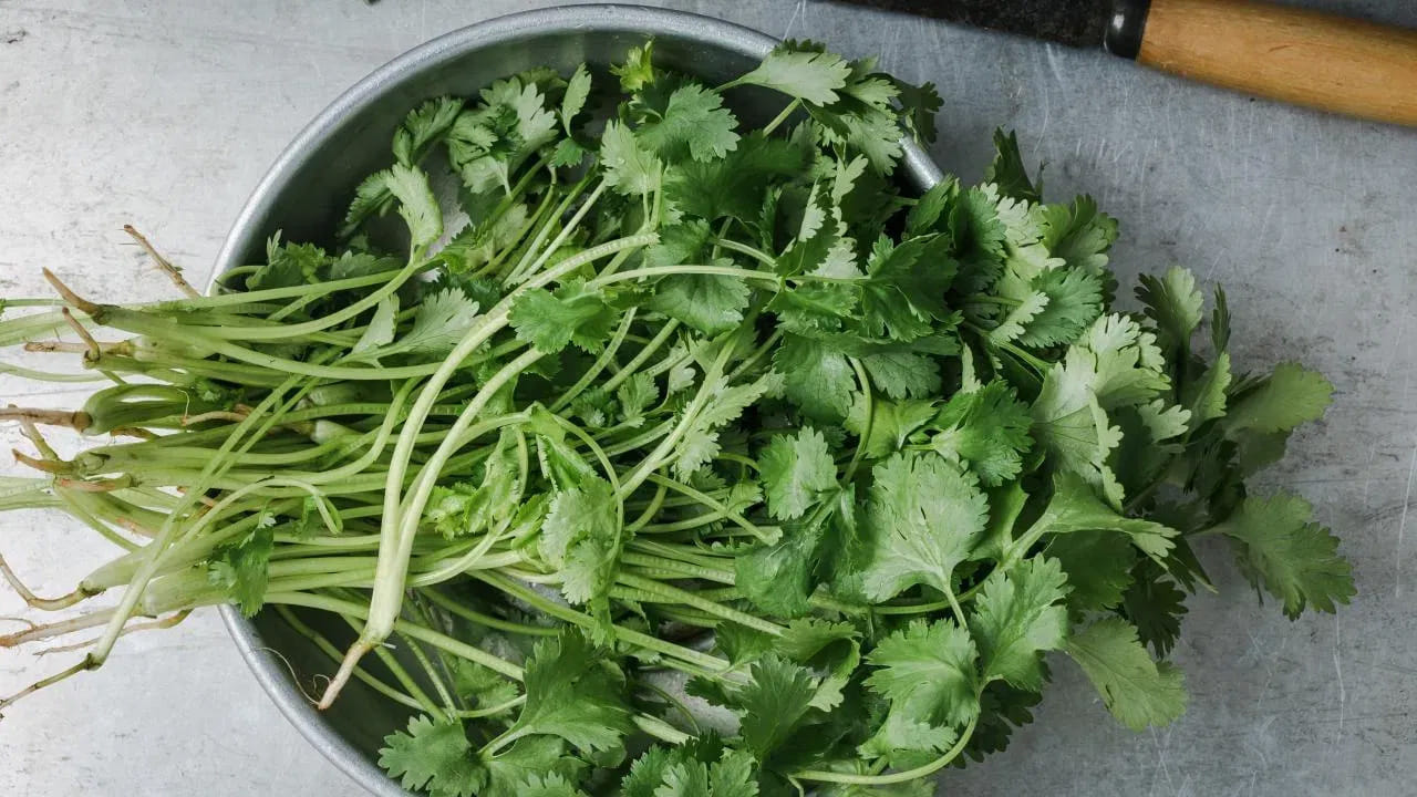 కూర, చారు, పచ్చడి.. వంటకం ఏదైనా పిడికెడు కొత్తిమీర తురుము వేస్తే ఘుమఘుమలు వీధి చివరి వరకు ఘుమాయిస్తుంది. వంటల రుచి కూడా అదిరిపోతుంది. అందుకే దాదాపు అన్ని వంటల్లో కొత్తిమీరను కలుపుతుంటారు. 