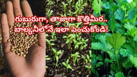 ఇంట్లోనే కుండీలో కొత్తిమీర సాగు.. కేవలం 7 రోజుల్లో పచ్చగా పెరగాలం