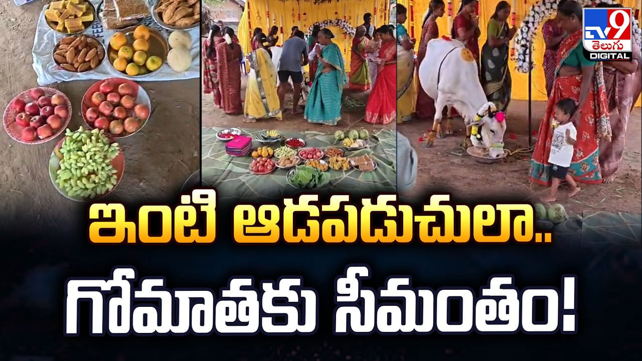 ఇంటి ఆడపడుచులా.. గోమాతకు సీమంతం !! ఇంటి ఆడపడుచులా.. గోమాతకు సీమంతం !!