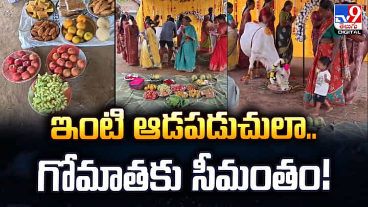 ఇంటి ఆడపడుచులా.. గోమాతకు సీమంతం !! ఇంటి ఆడపడుచులా.. గోమాతకు సీమంతం !!