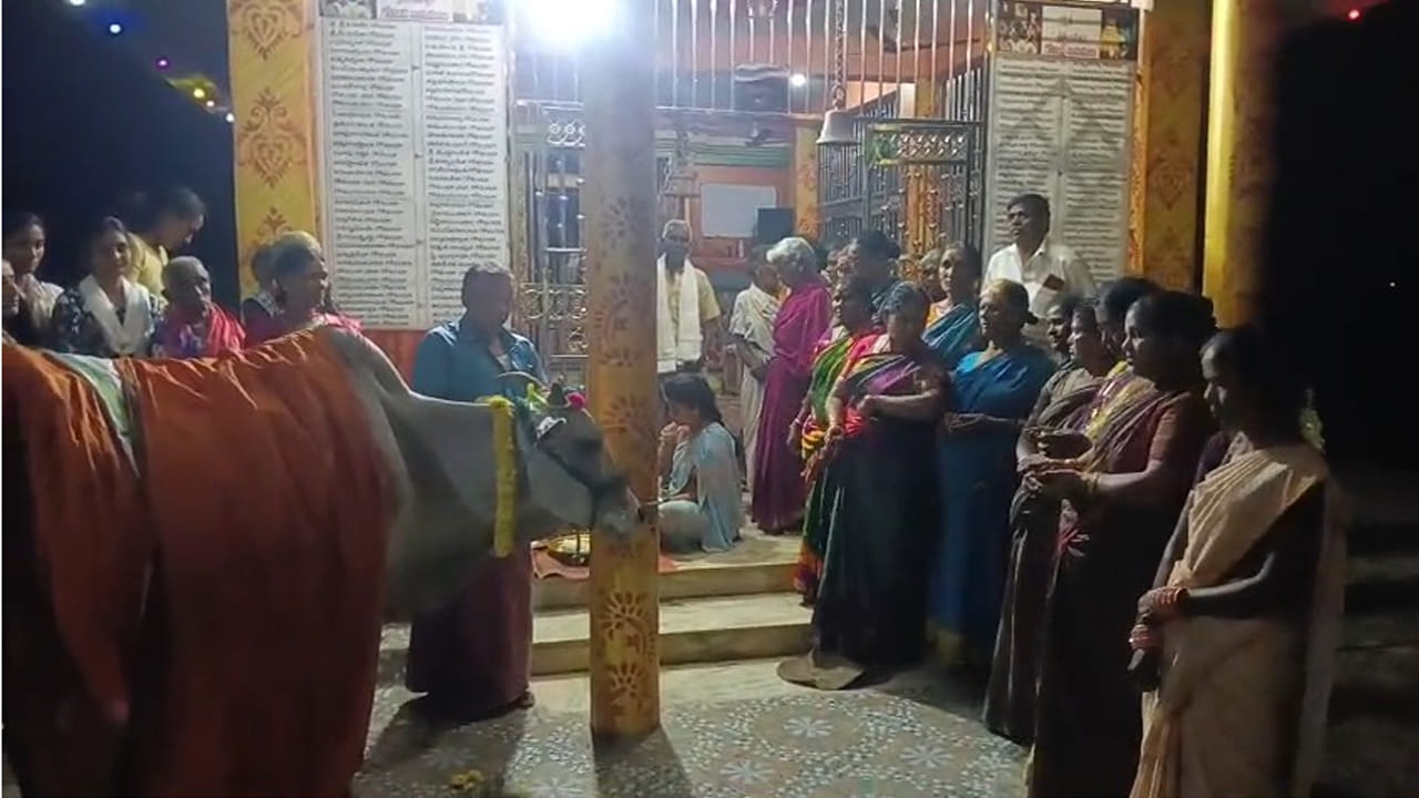 గోమాతకు ప్రత్యేక అలంకరణ.. గాజులు, చీర కట్టించి పూజలు! దీని వెనుక ఉన్న సంప్రదాయం తెలుసా?