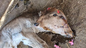 చంద్రగ్రహణం రోజున రెండు తలల దూడకు జన్మనిచ్చిన ఆవు.. ఇదిగో వీడియో