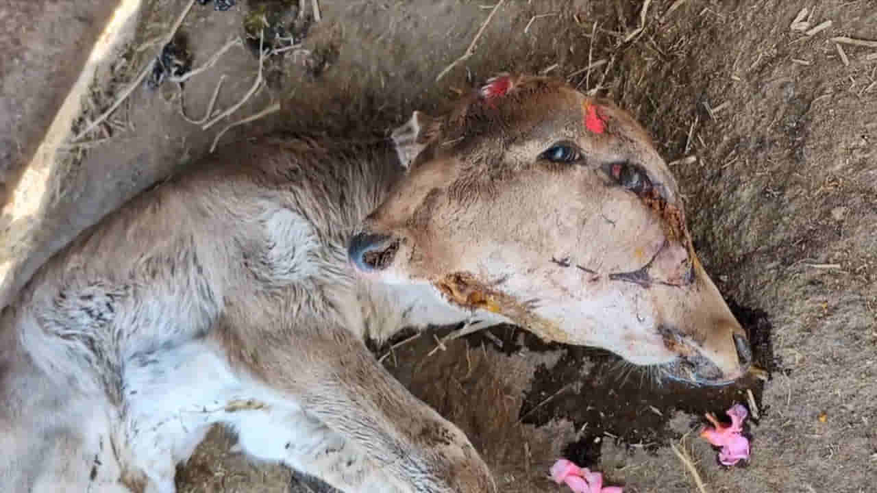 Andhra: చంద్రగ్రహణం రోజున వింత ఘటన.. రెండు తలల దూడకు జన్మనిచ్చిన ఆవు.. ఇదిగో వీడియో