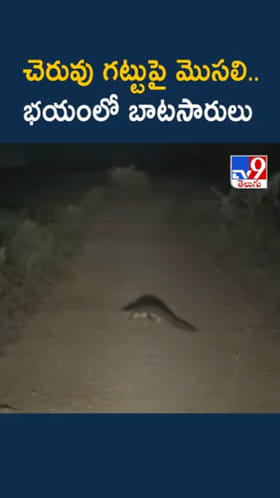 రాత్రిపూట చెరువు గట్టుపై అలికిడి..ఏంటా అని దగ్గరికెళ్లి చూడగా..