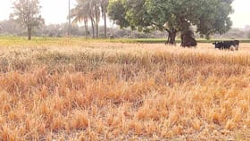 కళ్ళ ఎదుటే ఎండిపోయిన పంట.. ఆ రైతు తట్టుకోలేక..!