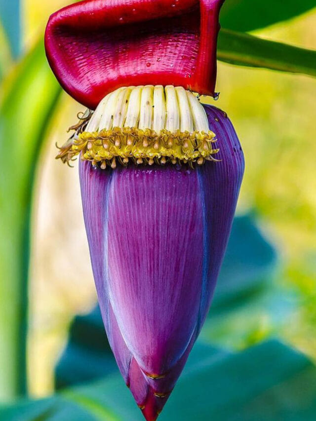 అరటి పువ్వులో ఉన్న మ్యాజిక్ ఇదే.. తింటే ఆ సమస్యలకు చెక్ పడ్డట్లే !