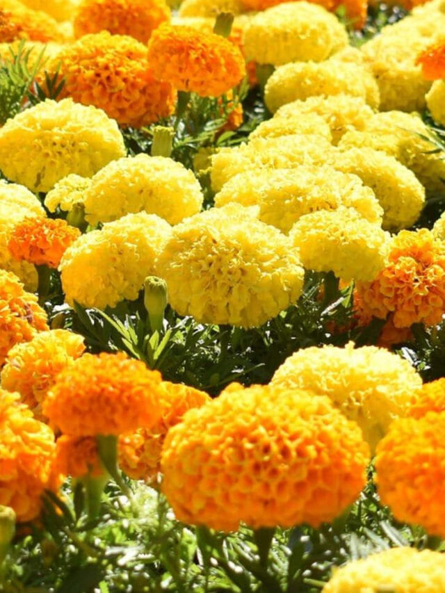 గుత్తులు గుత్తులుగా బంతి పూలు పూయాలా.. అదిరిపోయే చిట్కాలు ఇవే!