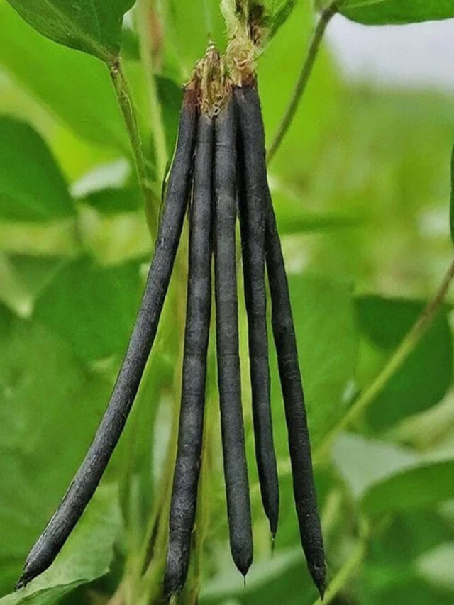 మినపప్పుతో ఆరోగ్య సిరి! అద్భుత ప్రయోజనాలు ఇవే