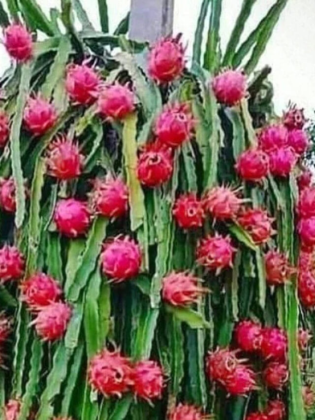 ఈ సింపుల్ చిట్కాలు ఫాలో అవుతే చాలు.. ఇంట్లో చెట్టు నిండా డ్రాగన్ ప్రూట్సే!