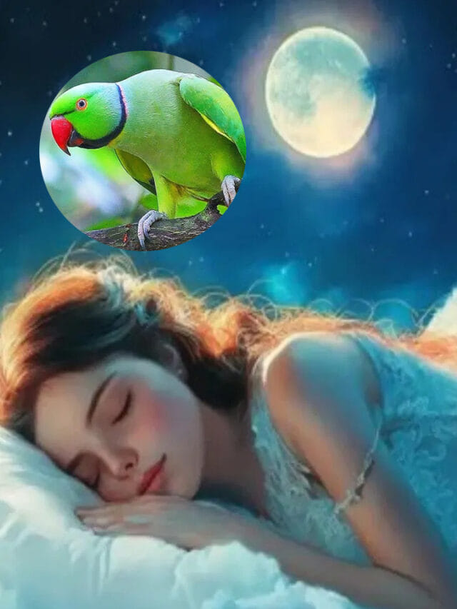 కలలో రామ చిలుక కనిపించడం శుభమా? అశుభమా?