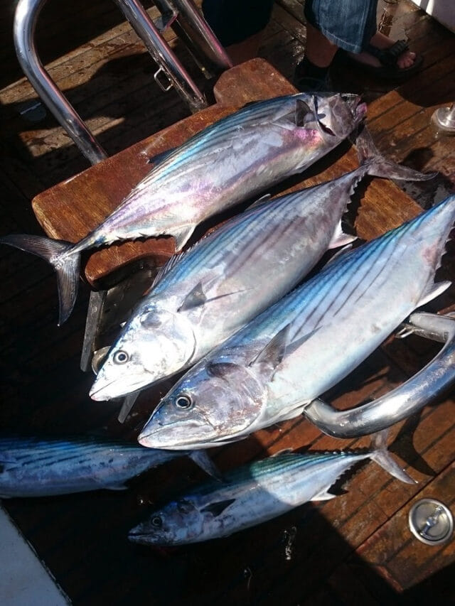 ధర చూడకండి.. ఈ ఐదు రకాల చేపలతో ఊహకందని ప్రయోజనాలు!