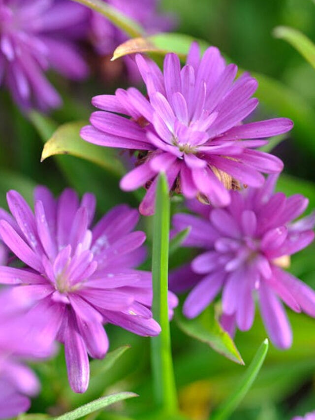 అసలే ఎండాకాలం.. పూల మొక్కలు వాడిపోతున్నాయా?