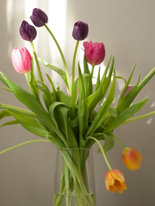 నీటిలో పెంచుకునే అందమైన పూల మొక్కలు ఇవే!