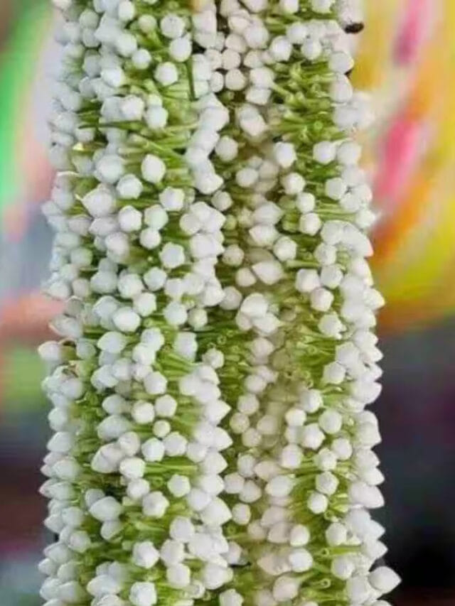 రాత్రి పూట మల్లెపూలు ఎందుకు పెట్టుకోవాలో తెలుసా?