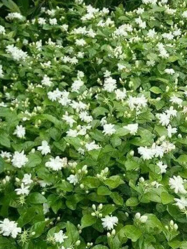 రాత్రికి రాత్రే మల్లెపూలు విరగబూయాలా? అద్భతమైన చిట్కాలు ఇవే!