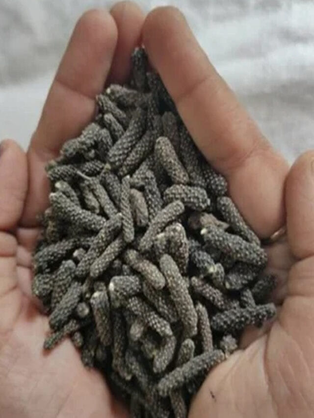 ఈ మసాలా శరీరానికి ఒక ఆరోగ్య సంజీవని..