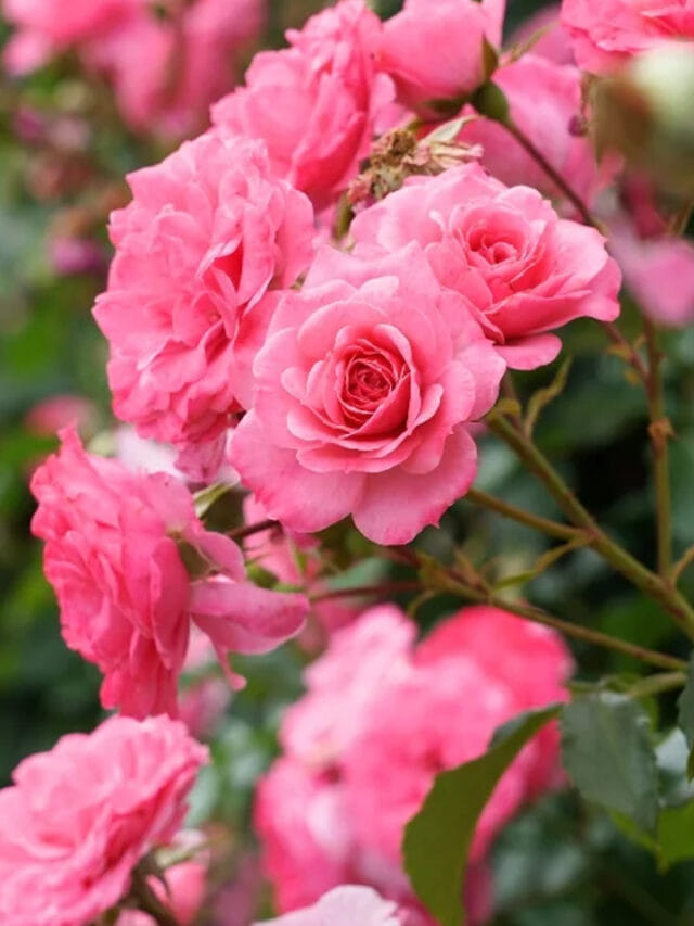 అసలే ఎండాకాలం.. చెట్టు నిండా పూసిన గులాబీలు వాడిపోకుండా ఉండాలా?