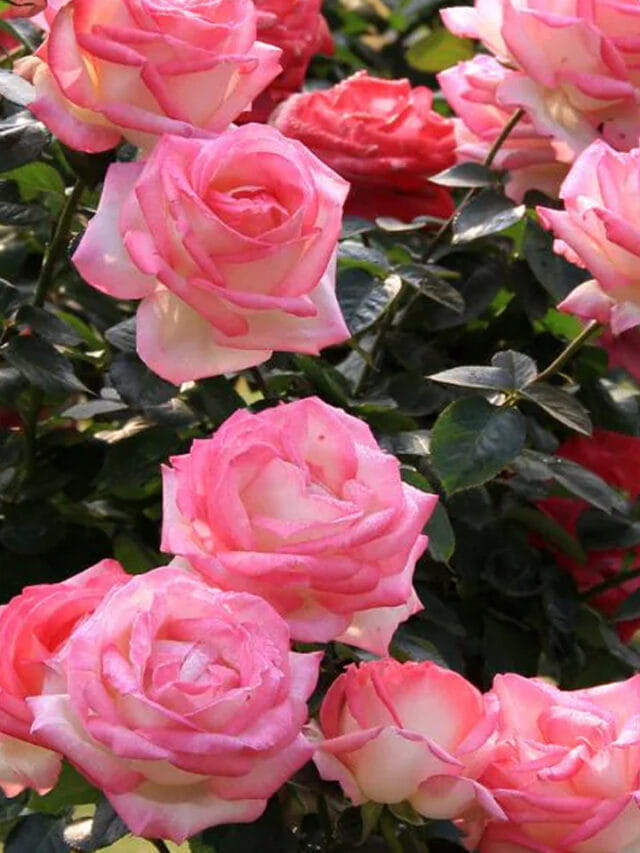 ఈ చిన్న చిట్కా ఫాలో అవుతే చాలు.. మీ గులాబీ చెట్టు గుబురుగా పూస్తుంది!