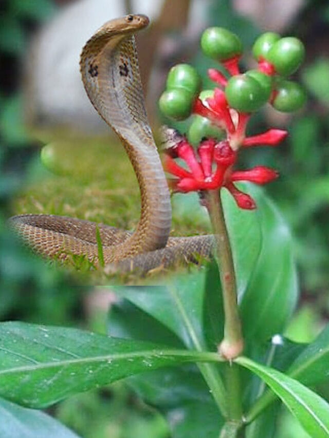 ఈ మొక్కను చూస్తే పాములు వణకాల్సిందే.. ఇంటి వద్ద ఉంటే పరుగో పరుగు..