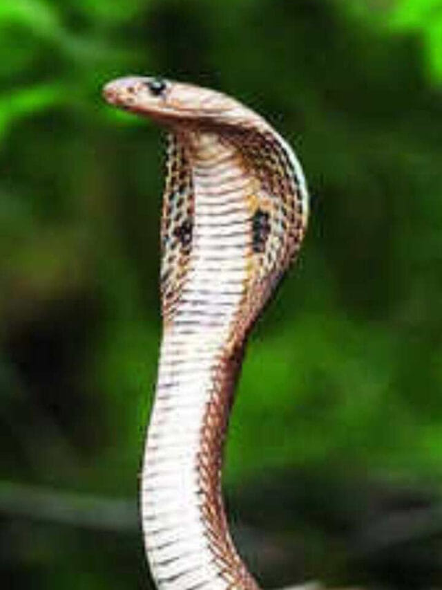 పాము కుట్టినా విషం ఎక్కని జంతువులు ఏవో తెలుసా?