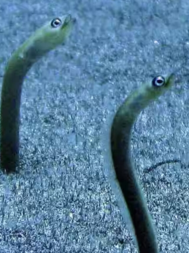 పాములు అనుకుంటే పొరపాటే.. అచ్చం పాముల్లా మెలికలు తిరిగే చేపల గురించి తెలుసా?