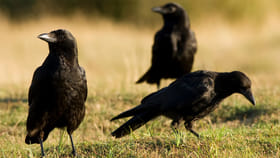 కాకి అరుపు వినిపించిన దగ్గర ఈ ఒక్క పని చేయండి.. అవి మనకు..