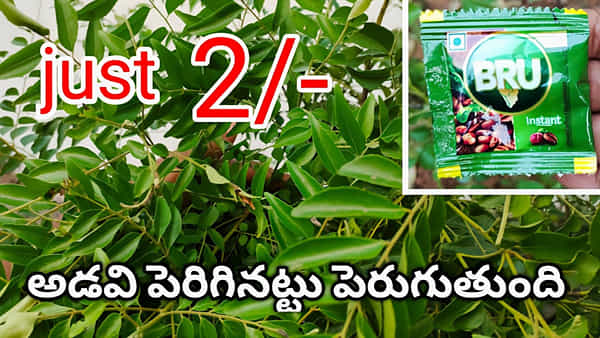 రూ.2 లతో ఎండిపోయే కరివేపాకు మొక్క పచ్చగా, గుబురుగా మారుతుంది..