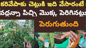 కరివేపాకు చెట్టుకు ఒక్కసారి ఇది వేసి చూడండి..గ్రోత్ మీరే నమ్మలేరు