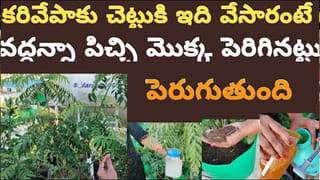 నా సామిరంగ.. ఈ మేత కానీ వేస్తే జాతి పుంజులకు ఇక తిరుగుండదు..