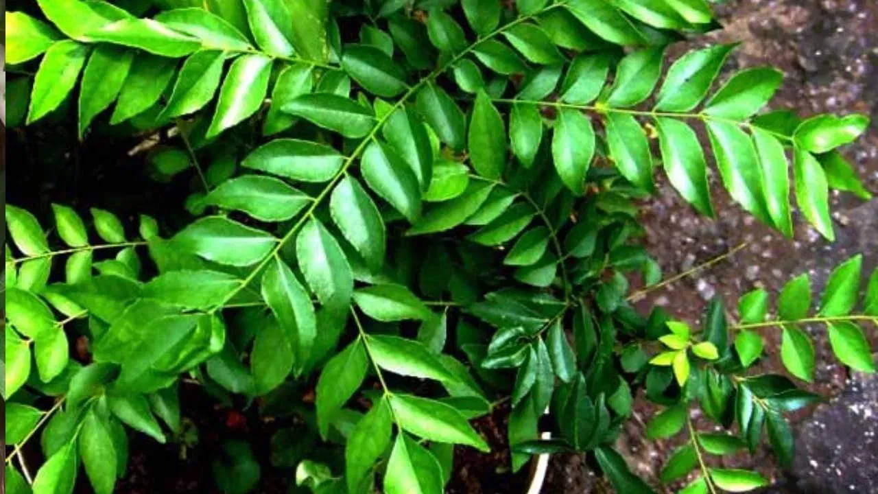 Curry Leaves Vs Coriander