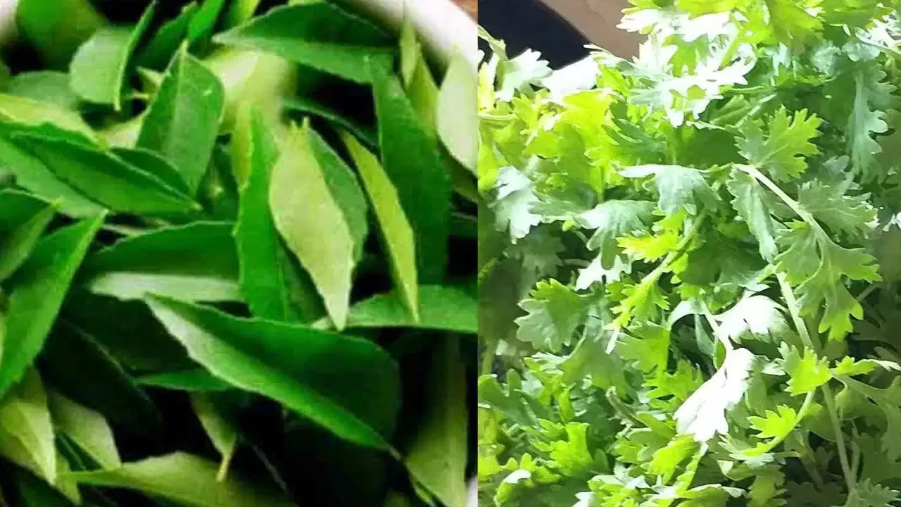 Curry Leaves Vs Coriander