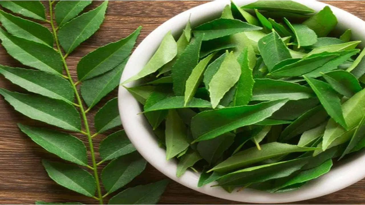 Curry Leaves Vs Coriander
