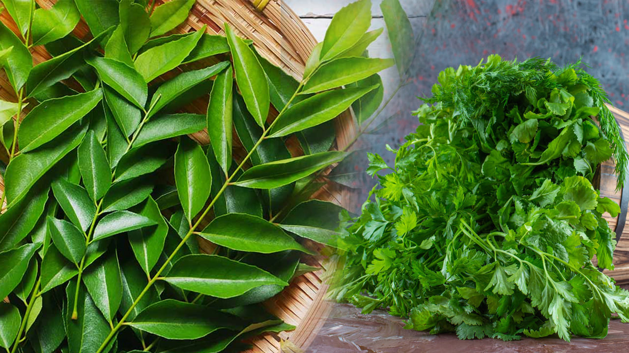 Curry Leaves Vs Coriander 4