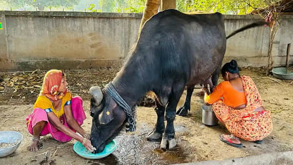 Business Idea: యూట్యూబ్లో చూసి డైరీ ఫారం పెడుతున్నారా? ముందు ఇవి తెలుసుకోండి.. ఫీజులు ఎగిరిపోతాయ్!