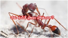 ఓరీ దేవుడో.. చీమేకదా అని చిన్నచూపు చూశారో మీ పని ఖతమే..