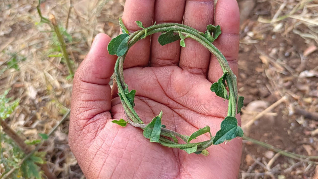 ఏమంత్రం, వశీకరణం లాంటివి వద్దు.. ఇది మీ దగ్గర ఉంటే చాలు