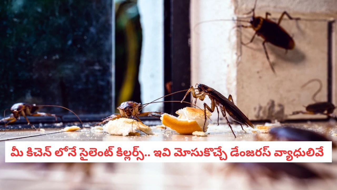 Pest Control: బొద్దింకలు మోసుకొచ్చే భయంకరమైన వ్యాధులివే.. తెలిస్తే వెంటనే బయటకు తరిమేస్తారు..