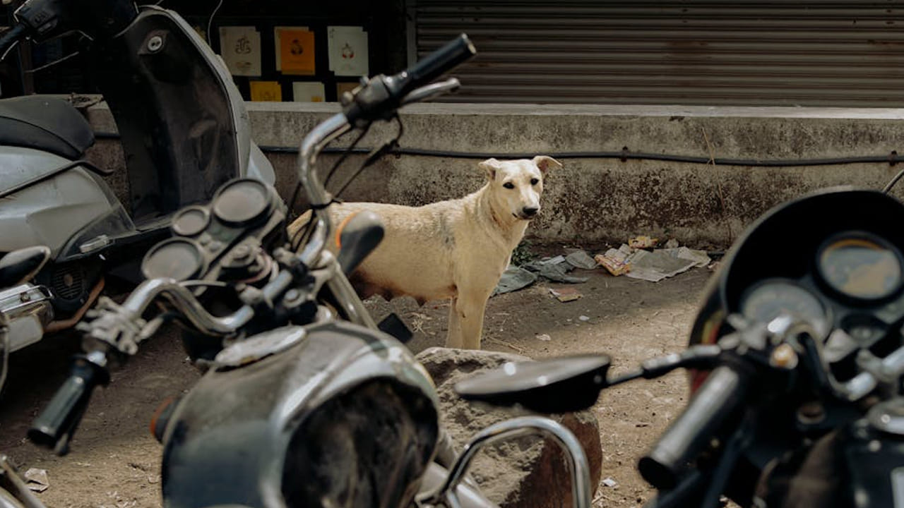 వీటిని ఇప్పటి నుంచి పాత కాలం మనుషులు పెంచుకోవడం మొదలు పెట్టారు. అప్పట్లో వేటకి వెళ్ళేటపుడు వీటిని కూడా తమతో పాటు తీసుకెళ్ళేవాళ్ళు. కుక్కలు వాసనను చాలా ఈజీగా కనిపెడతాయి.