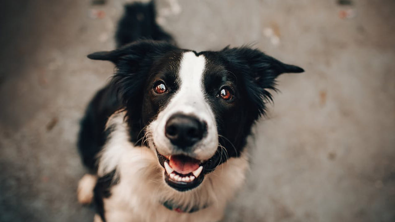 కుక్కలకు ఉండే తెలివి మనుషులకు కూడా ఉండవు. ఇవి భూకంపాలు వచ్చేటప్పుడు కూడా ముందుగానే పసి గడుతాయి.
అయితే, ఇవి ఒక్కోసారి వాహనాల మీద మూత్రం పోసి సైలెంట్ గా వెళ్లిపోతాయి.