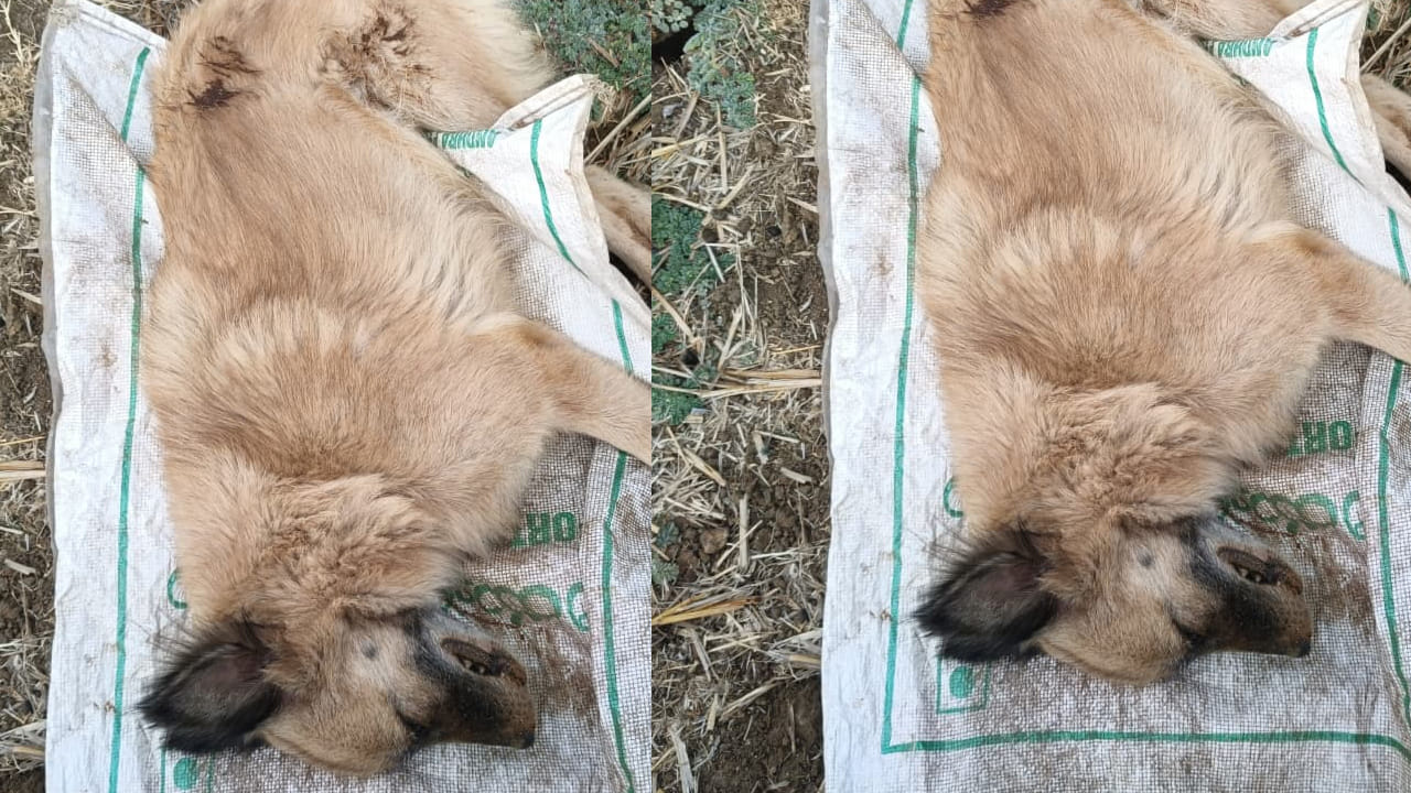  కుక్కను పూలతో అలంకరించి, ఊరంతా తీసుకెళ్లి, చివరగా ప్రత్యేక స్థలంలో సమాధి చేశారు, ఈ ఘటన జంతువులపైనా మనుషులకున్న అనురాగాన్ని ప్రతిబింబిస్తూ, “ప్రేమకు జాతి, జీవి అనే తేడా ఉండదు” అనే సందేశాన్ని ఇస్తోంది,  ఉప్పాక గ్రామంలో జరిగిన ఈ సంఘటన ప్రస్తుతం స్థానికంగా చర్చనీయాంశంగా మారింది.