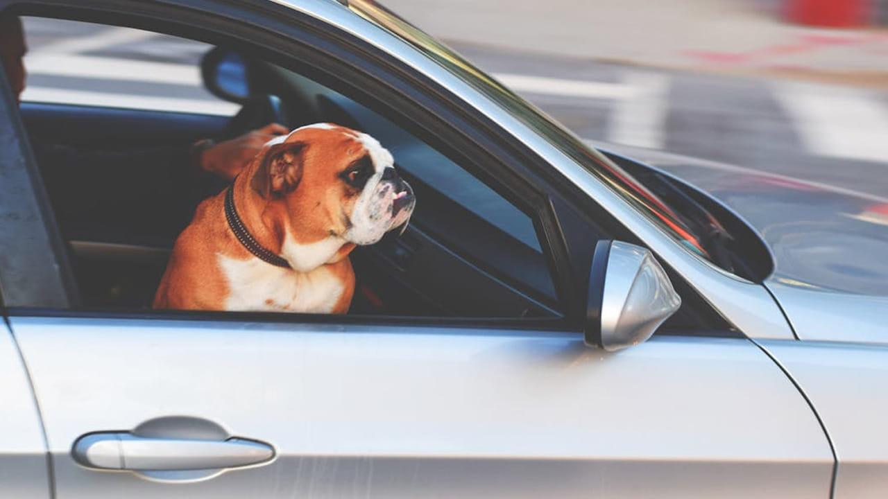 అయితే, ఇవి ఎక్కువగా వెనుక టైర్ల మీద మూత్రం పోస్తాయి. అయితే, దీనిని చూసి చాలా మంది కుక్కలను తిట్టడం లాంటివి చేస్తారు. అయితే, ఇక్కడే ఉంది అసలైన రహస్యం.