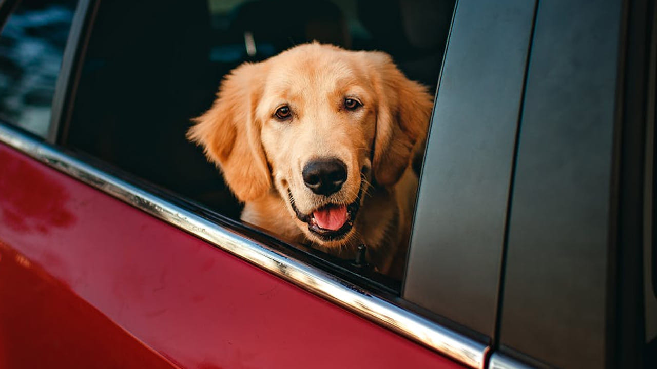 కుక్కలు మీ వాహనాల మీద మూత్రం పోస్తే.. ఆ ఇంటికి వారికి డబ్బే డబ్బు వస్తుందని చెబుతున్నారు. అంతే కాదు, పోయిన డబ్బు కూడా మీ దగ్గరికి వస్తుందని జ్యోతిష్య నిపుణులు చెబుతున్నారు.