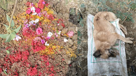 అనారోగ్యంతో మరణించిన కుక్క.. ఘనంగా అంత్యక్రియలు