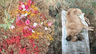 అనారోగ్యంతో మరణించిన కుక్క.. ఘనంగా అంత్యక్రియలు